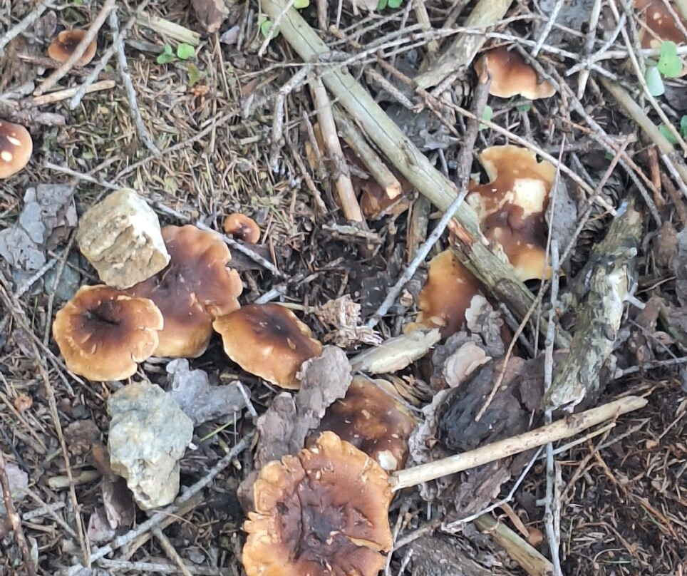 阿尔平戈珍酒店主图