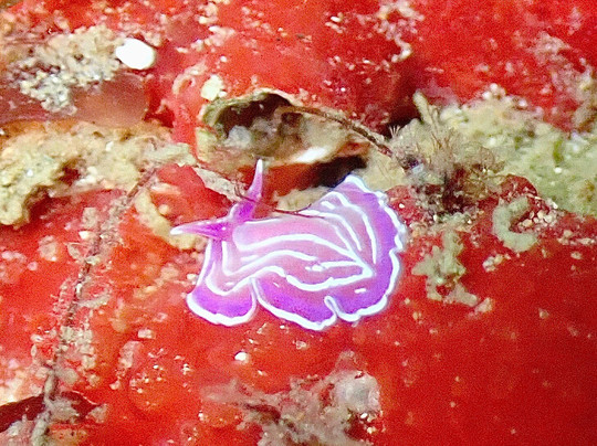 Divespot Portugal-阿玛考德佩拉必去景点