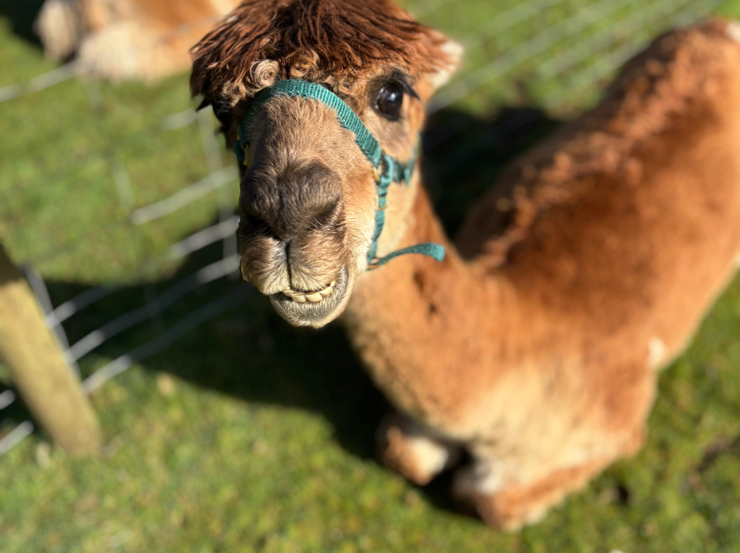 Lydford Gorge Alpacas-Lydford必去景点