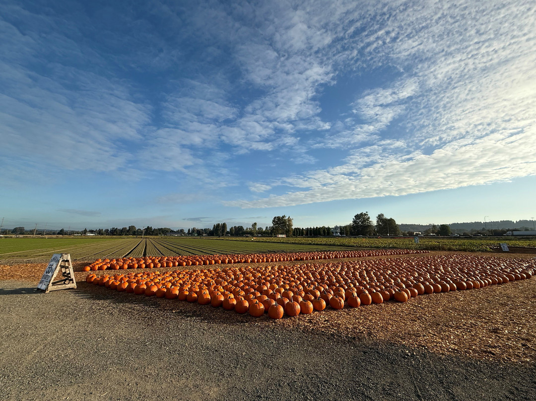 Carpinitos Pumpkin Patch-肯特必去景点