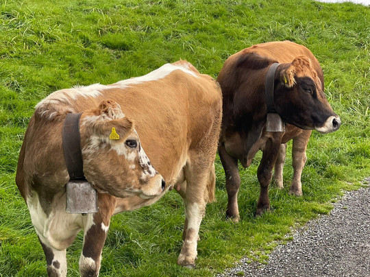 Private Guide in Zurich Lidia Maier-苏黎世必去景点