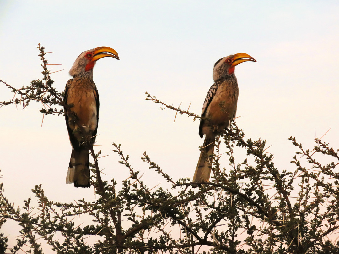 Pilanesberg National Park-太阳城必去景点