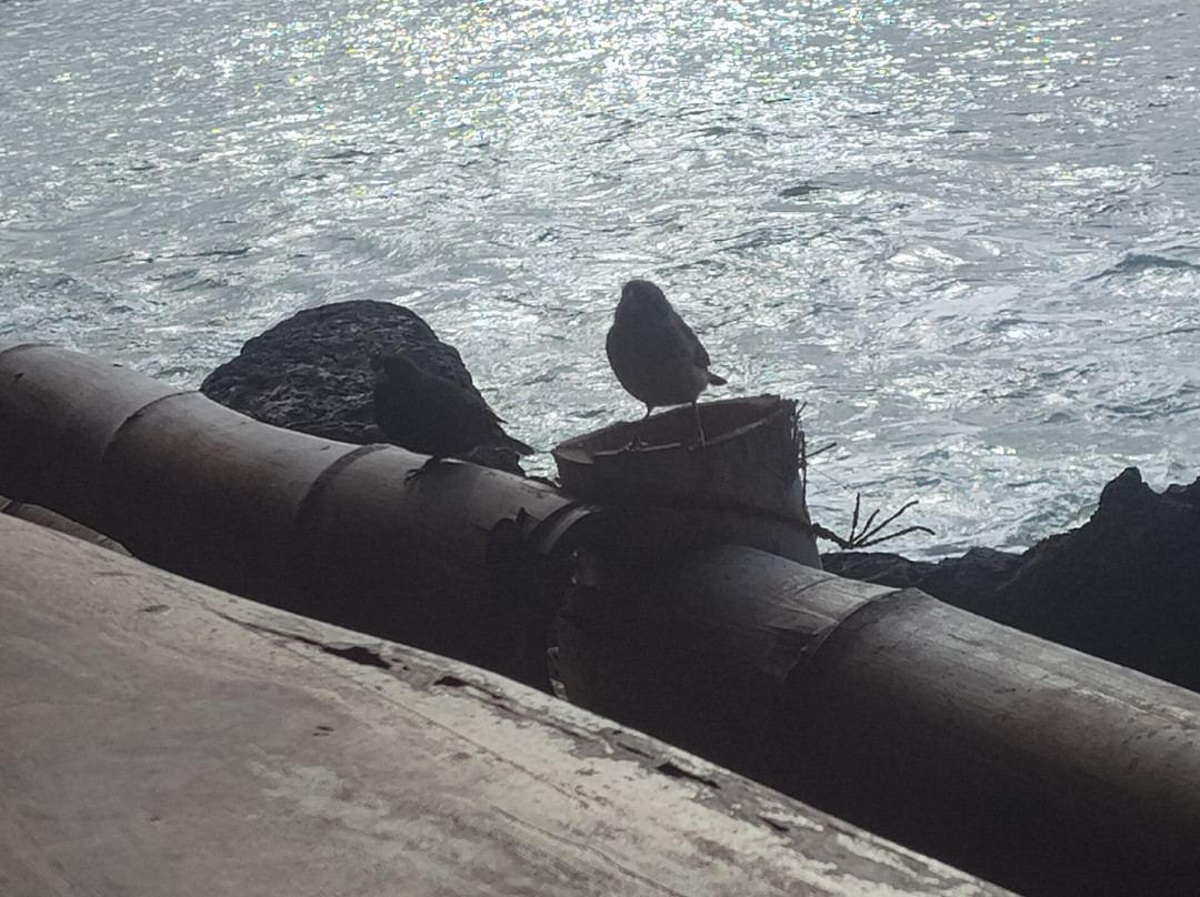 The Pier Galapagos Restaurant & Cevicheria