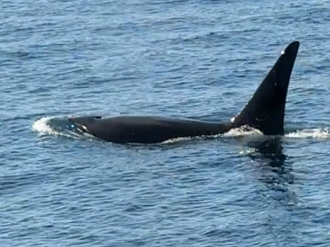 Prince Of Whales Whale Watching-Telegraph Cove必去景点