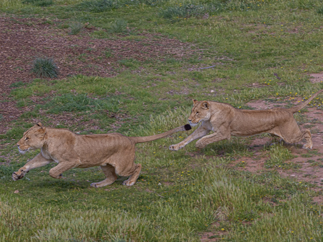 Monarto Safari Park-Monarto必去景点