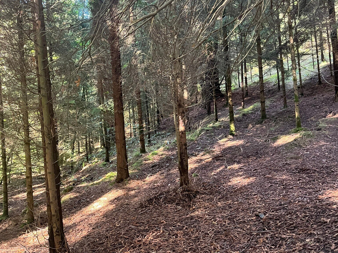 Redwood Forest-Cabezon de la Sal必去景点
