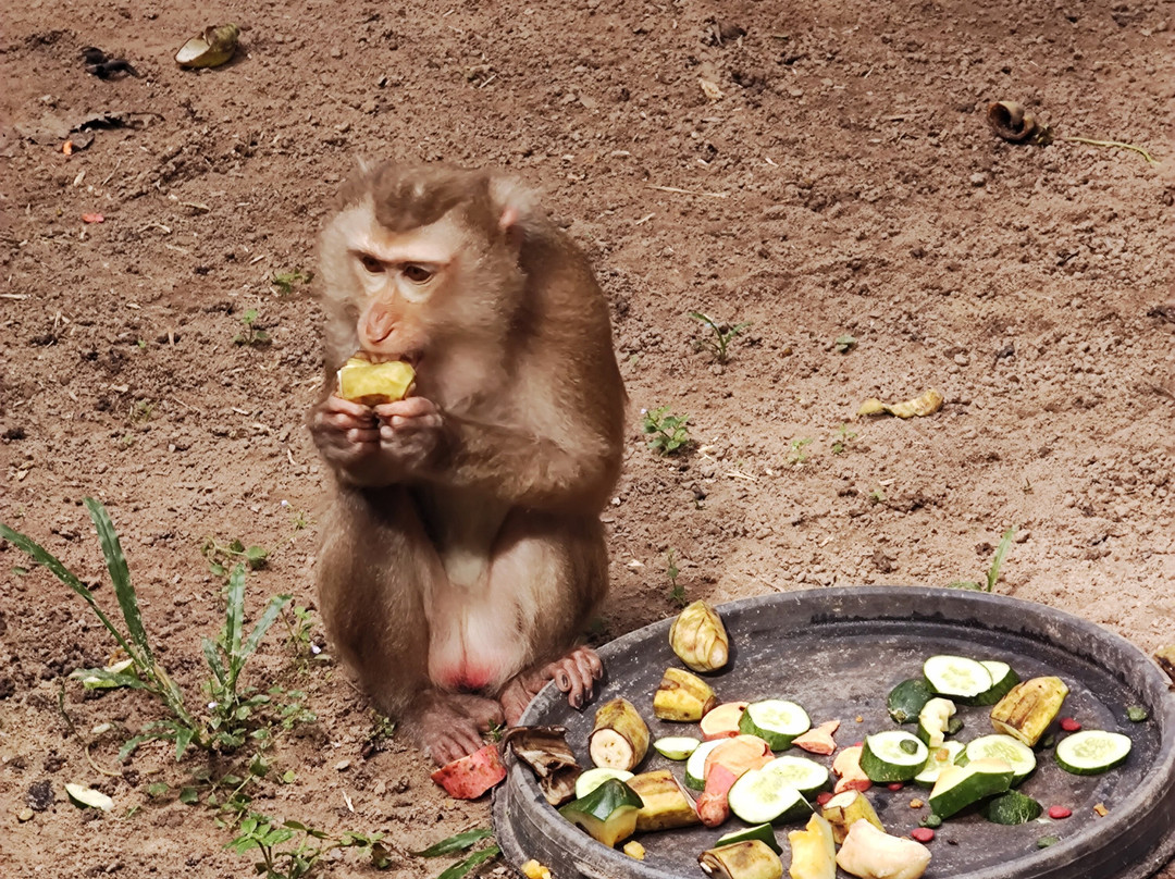 Wildlife Alliance-戈公必去景点