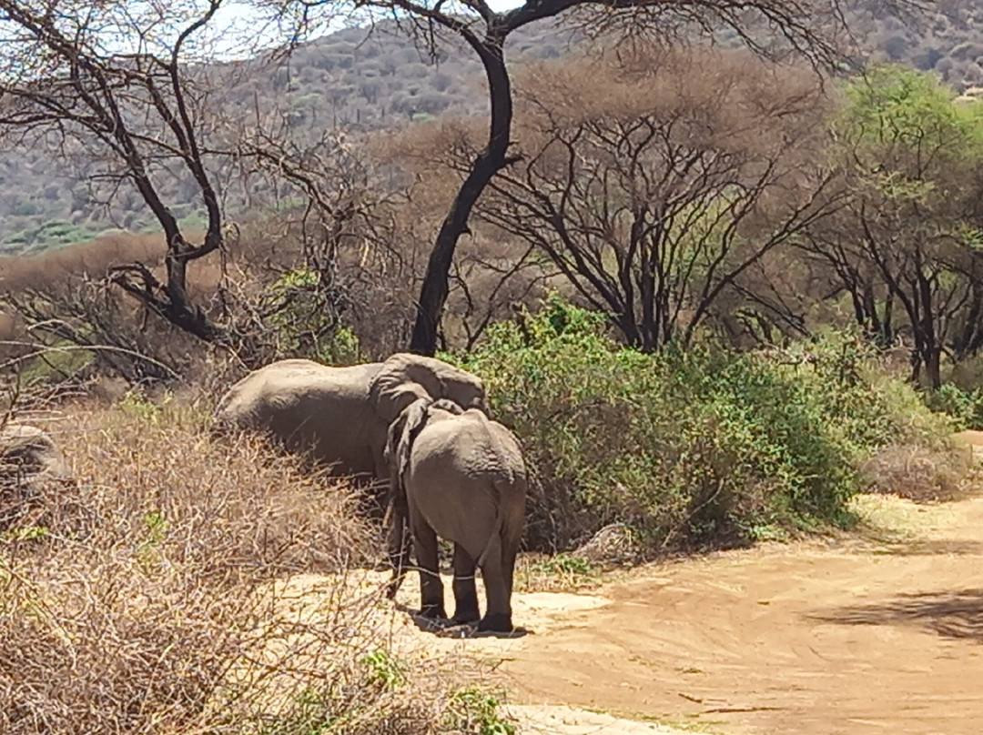 Lake Manyara-Lake Manyara National Park必去景点