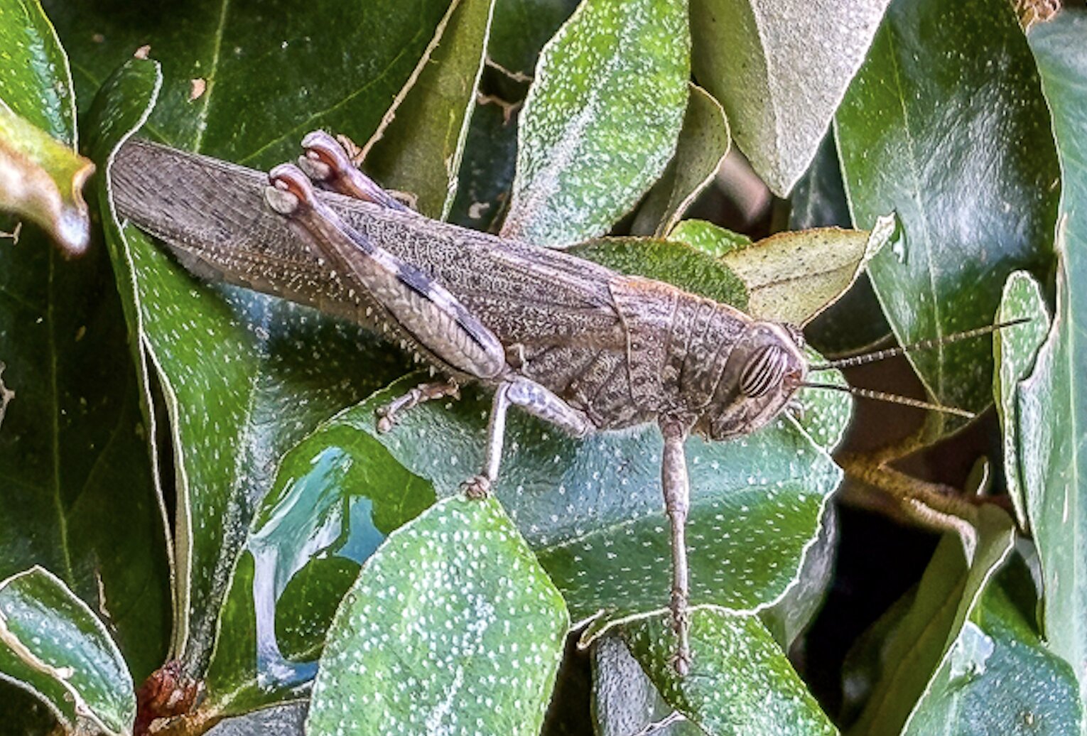 Mythos Beach Resort-官方