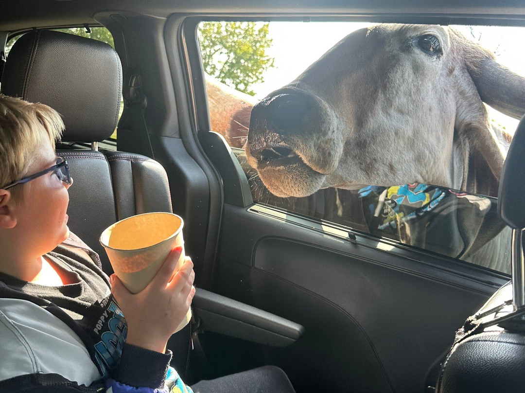 Safari Lake Geneva-日内瓦湖必去景点