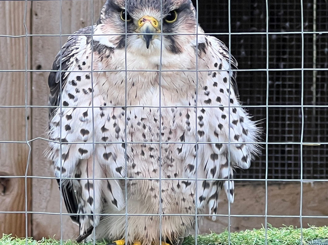 York Bird of Prey Centre-伊辛瓦必去景点