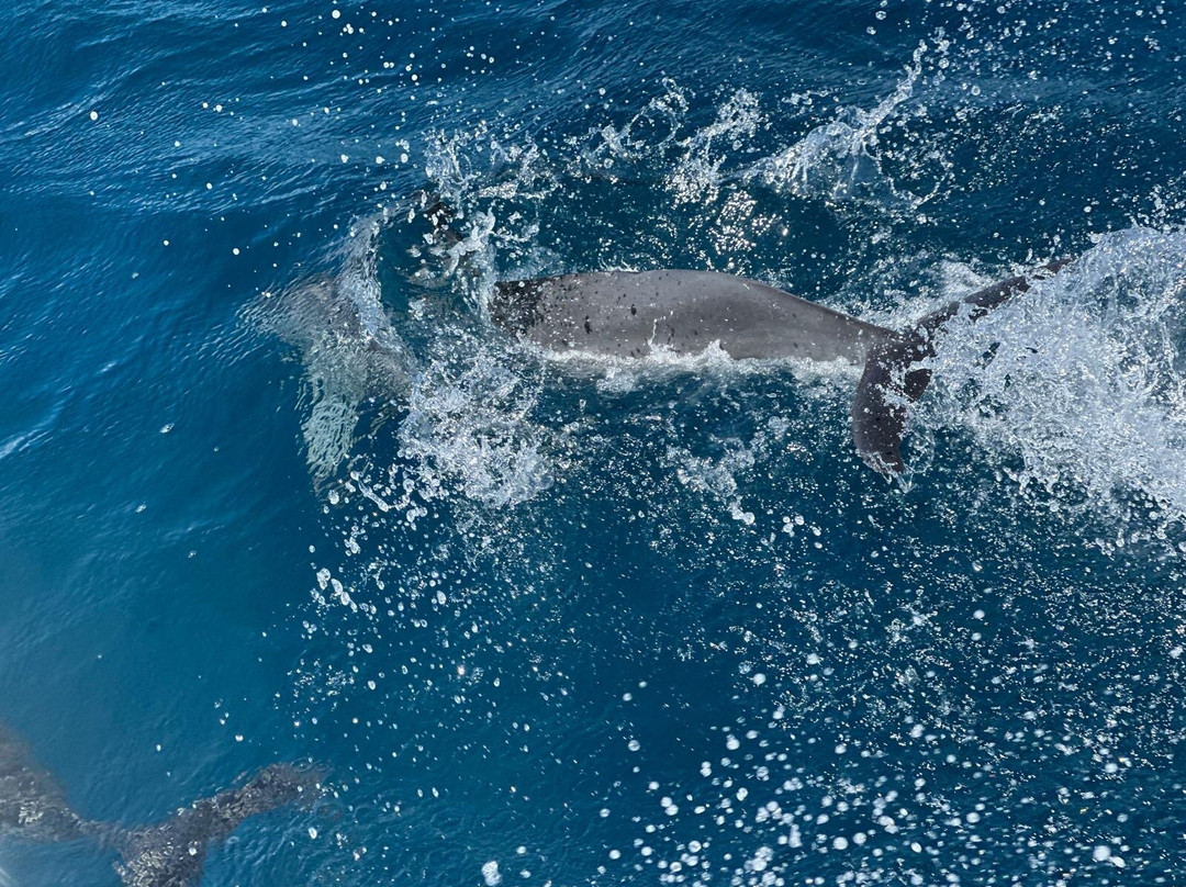 Crystal Diving Centre-贝尔马尔必去景点