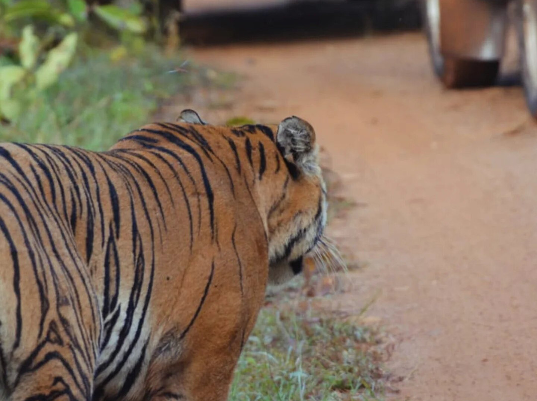 Jungle Bucket List-Moharli必去景点