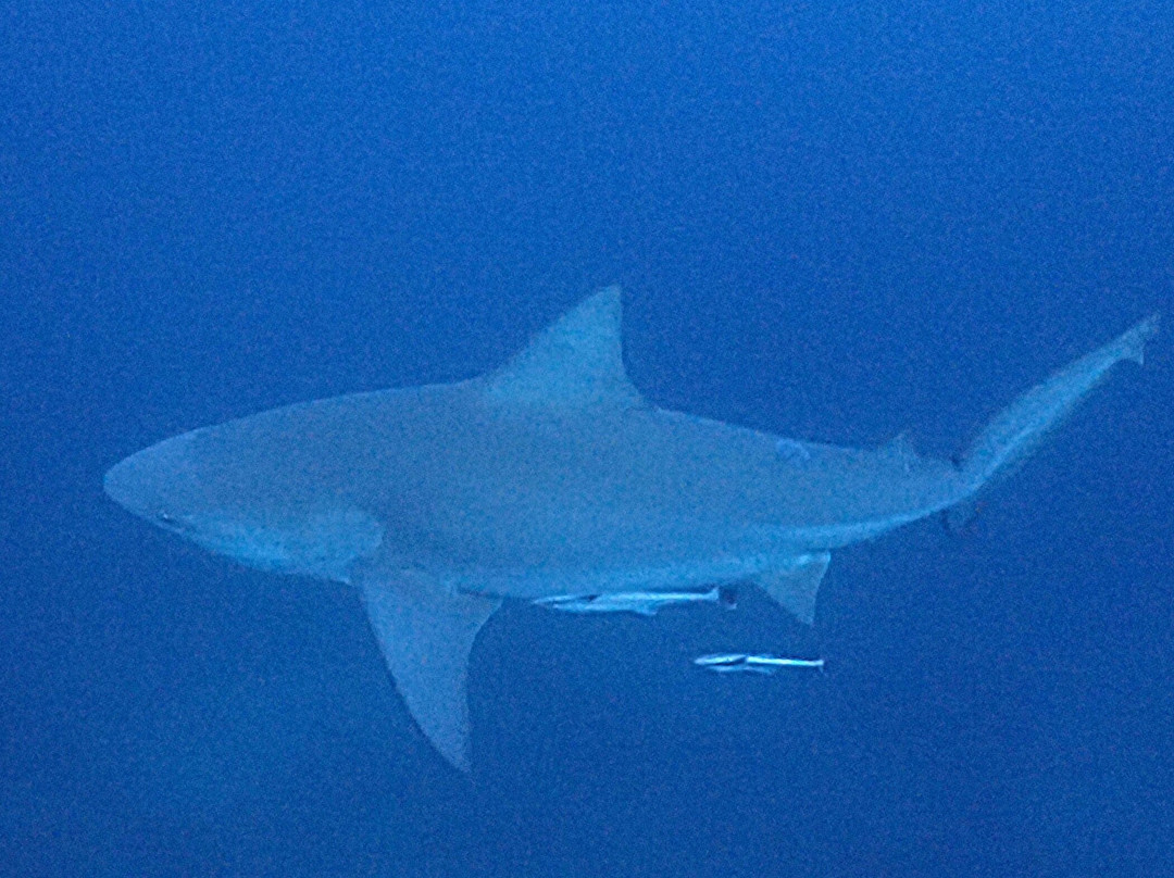 Gozo Azul Diving-Ponta do Ouro必去景点