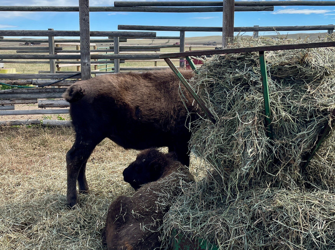 Terry Bison Ranch Resort-夏延必去景点