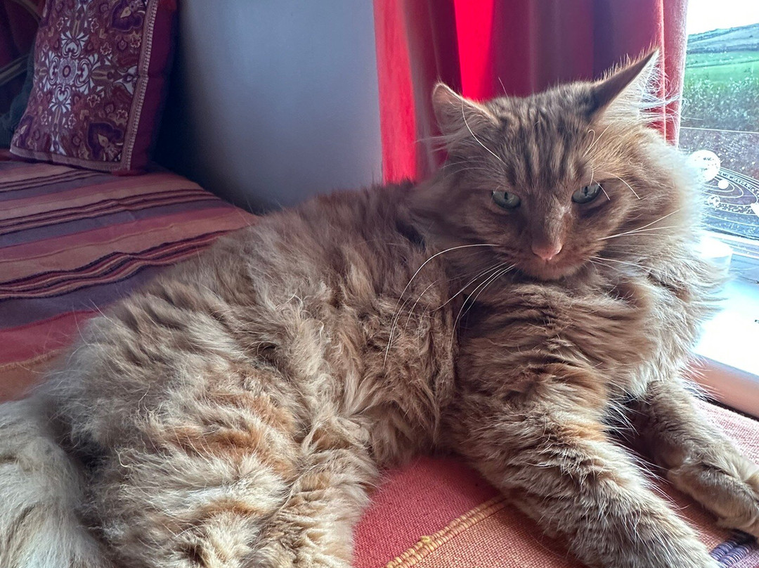 Carlingford Yoga-Carlingford必去景点