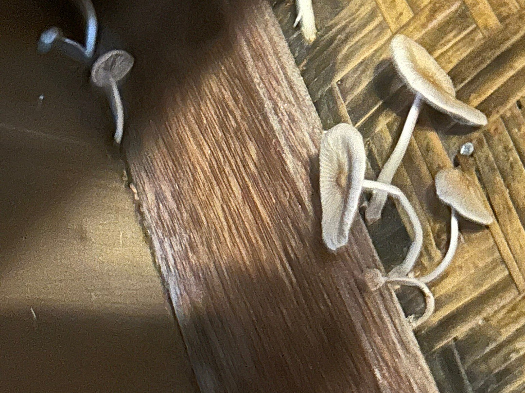 Beachouse Lovina主图