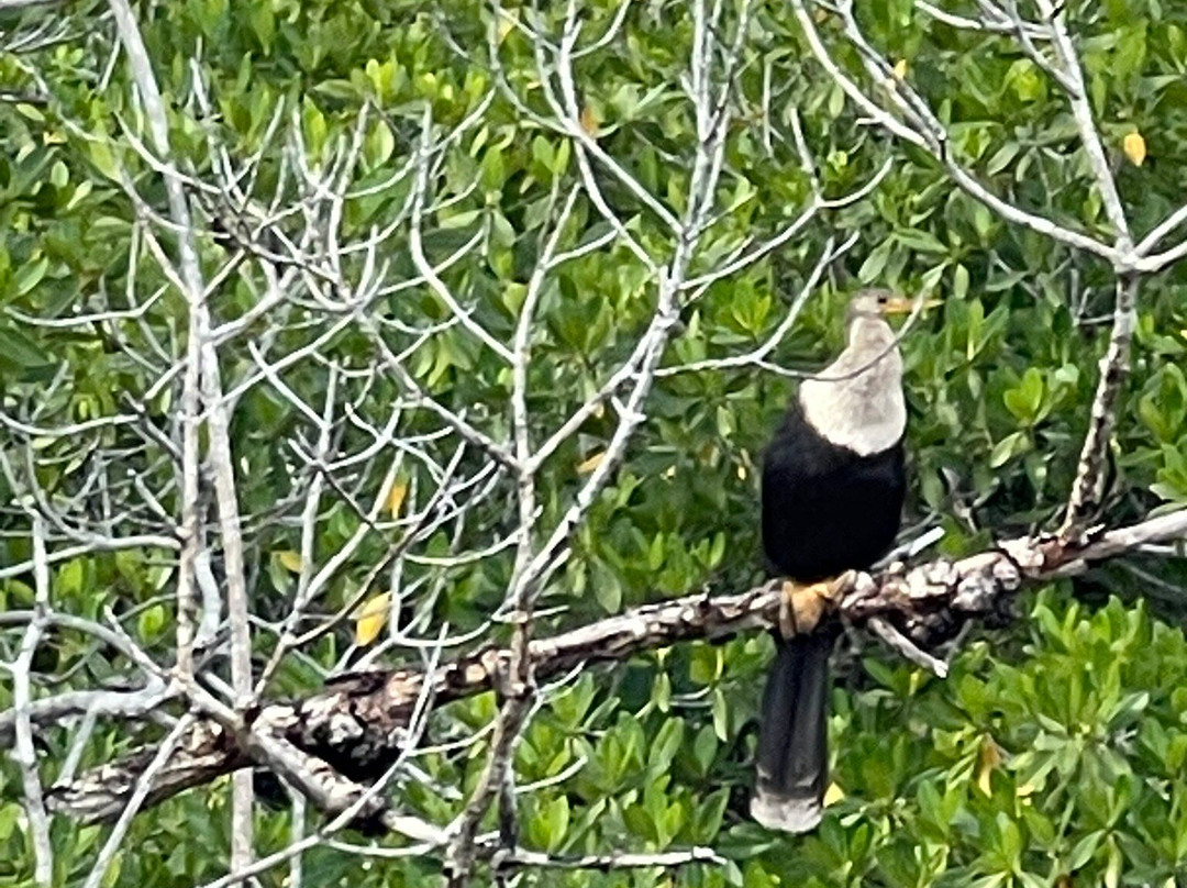 Wooten's Everglades Airboat Tour-奥乔皮必去景点