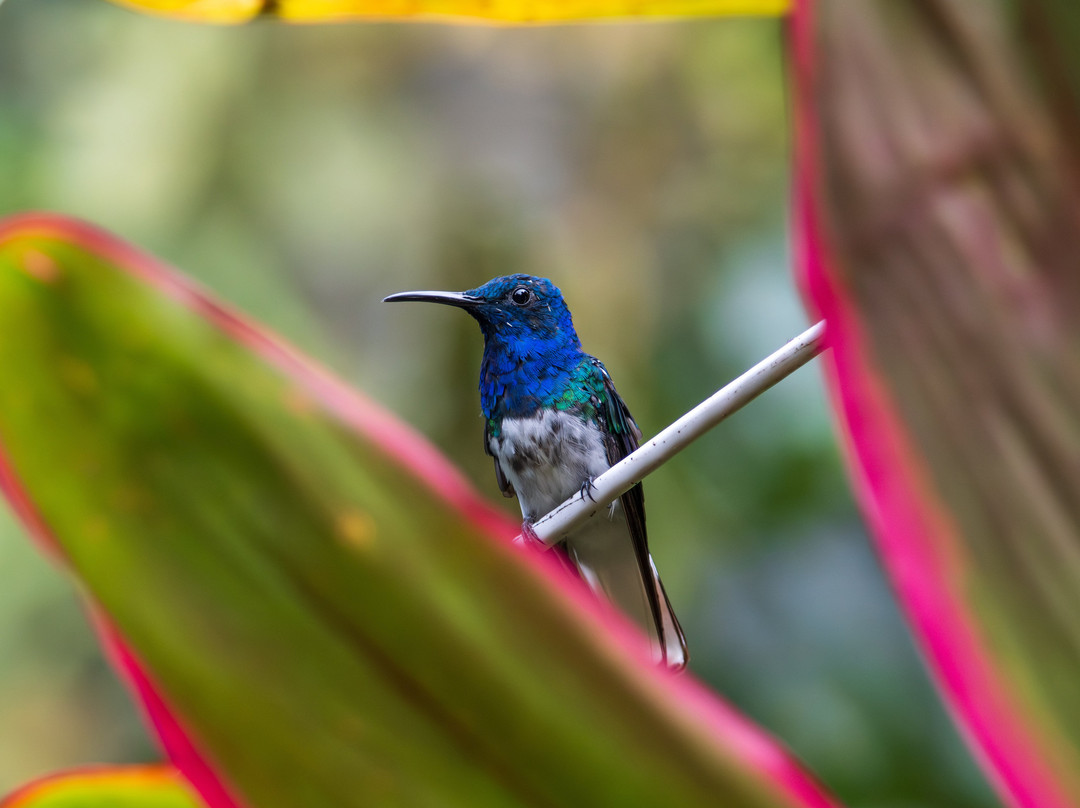 Ecuador Birds Tours-基多必去景点