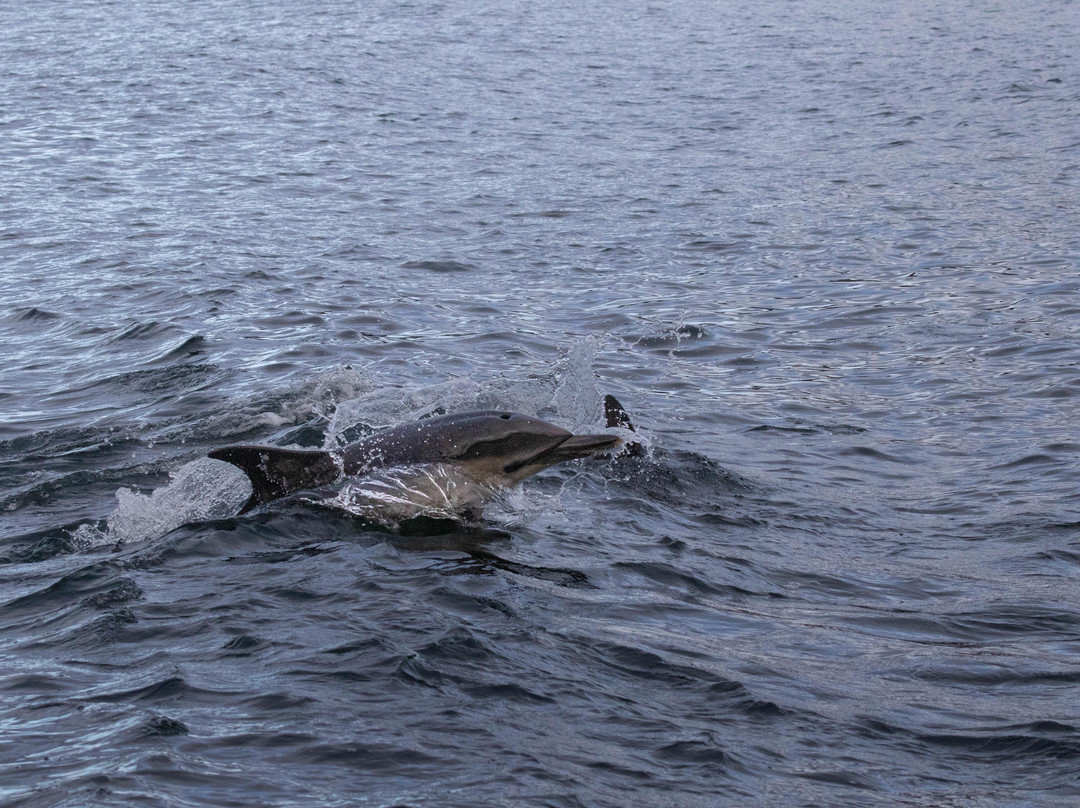 Seaprobe Atlantis-Kyle of Lochalsh必去景点