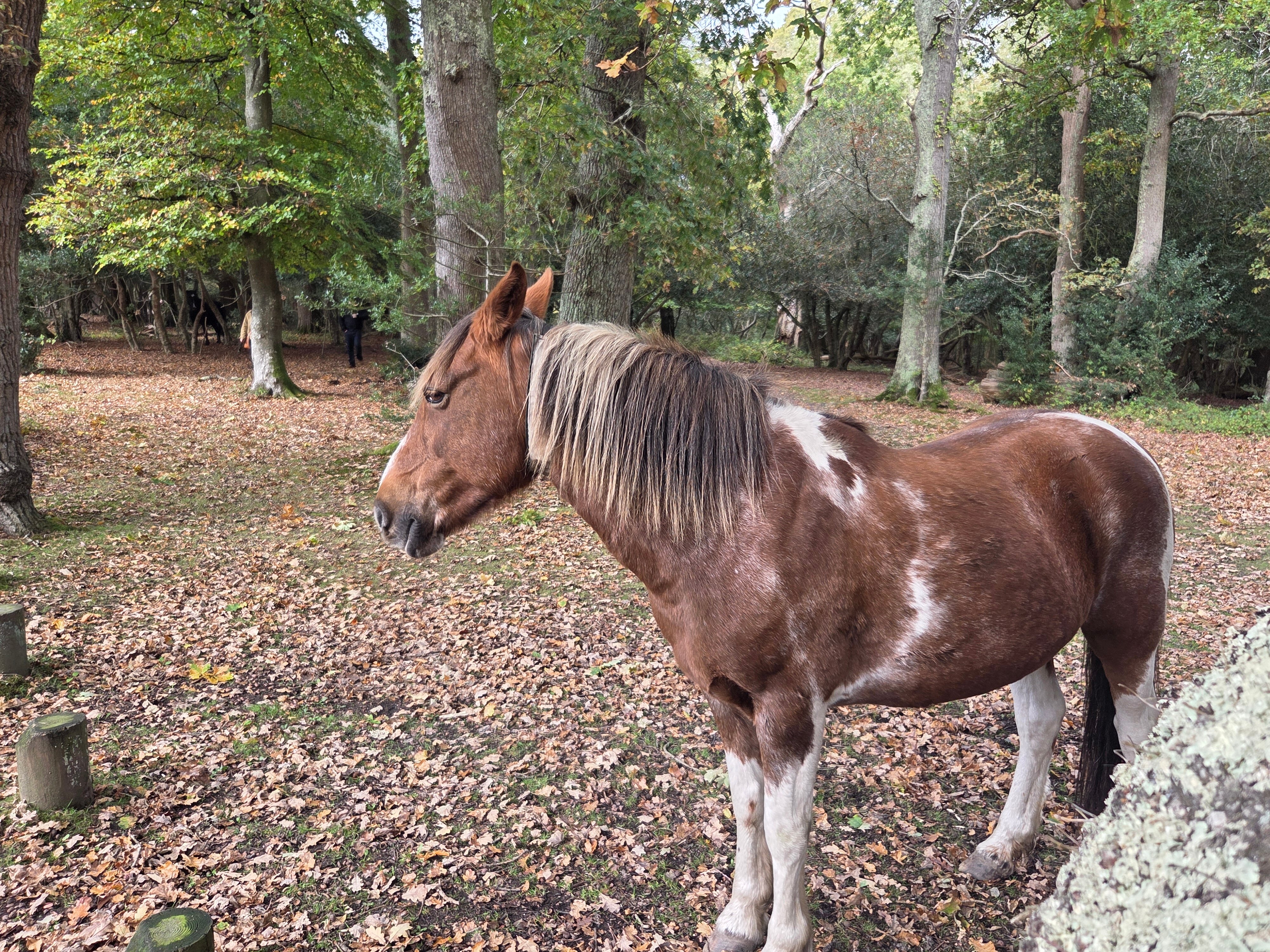 摩尔希尔别墅酒店-浴室