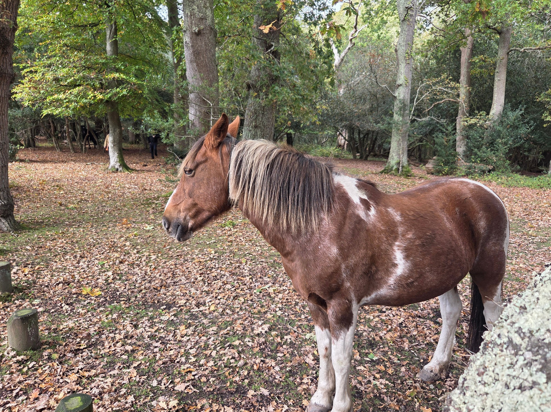 摩尔希尔别墅酒店主图