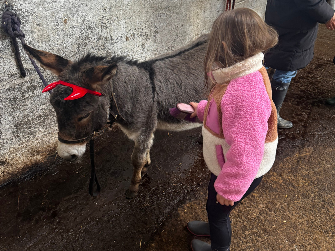 Kinedale Donkeys-Ballynahinch必去景点