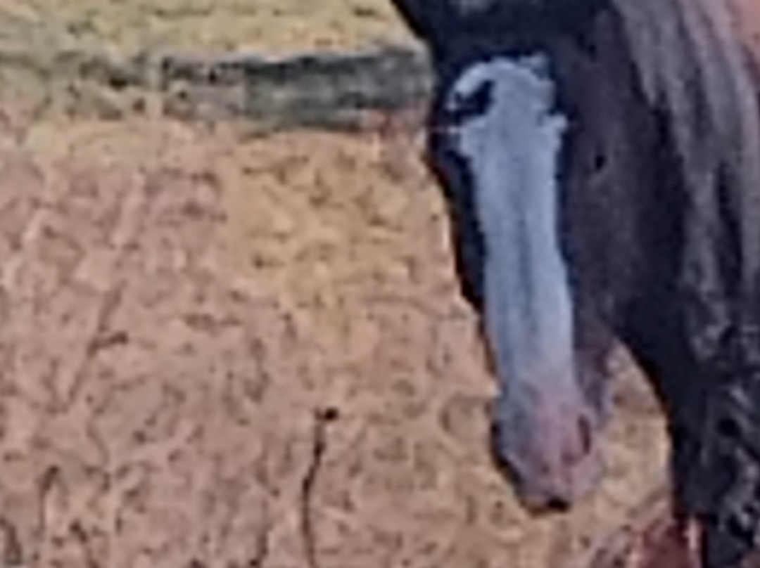 Miller Haus Bed and Breakfast主图