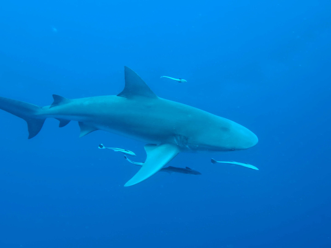 Blowing Bubbles Diving-Ponta do Ouro必去景点