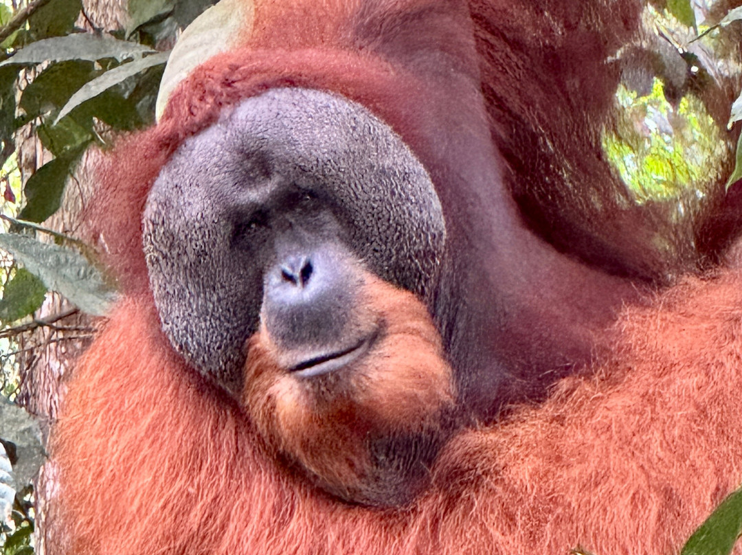 Depary Adventure Sumatra Tours-Binjai必去景点