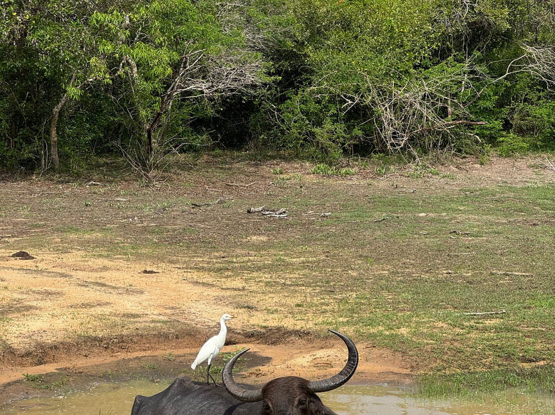 Yala Bundala NPA Safari-蒂瑟默哈拉默必去景点