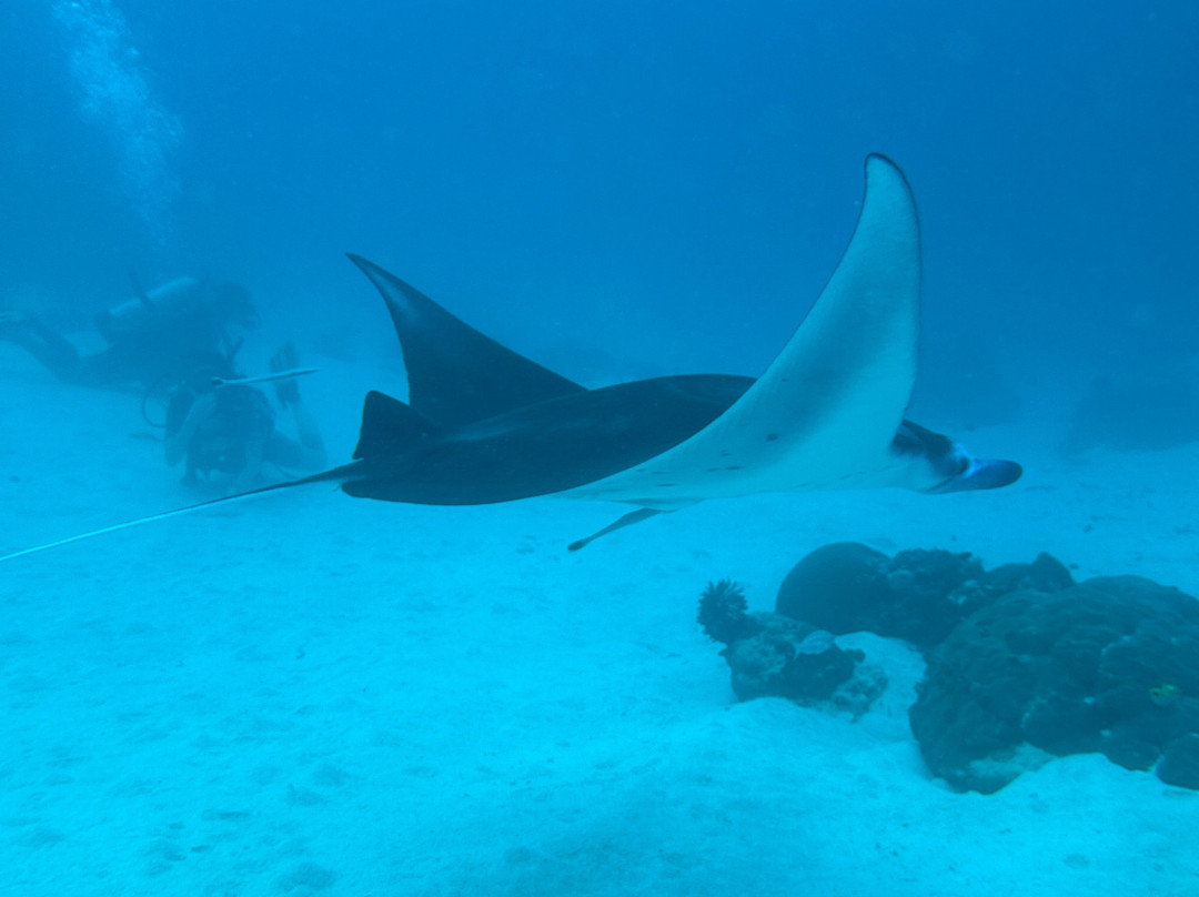 Papua Diving-Kri Island必去景点