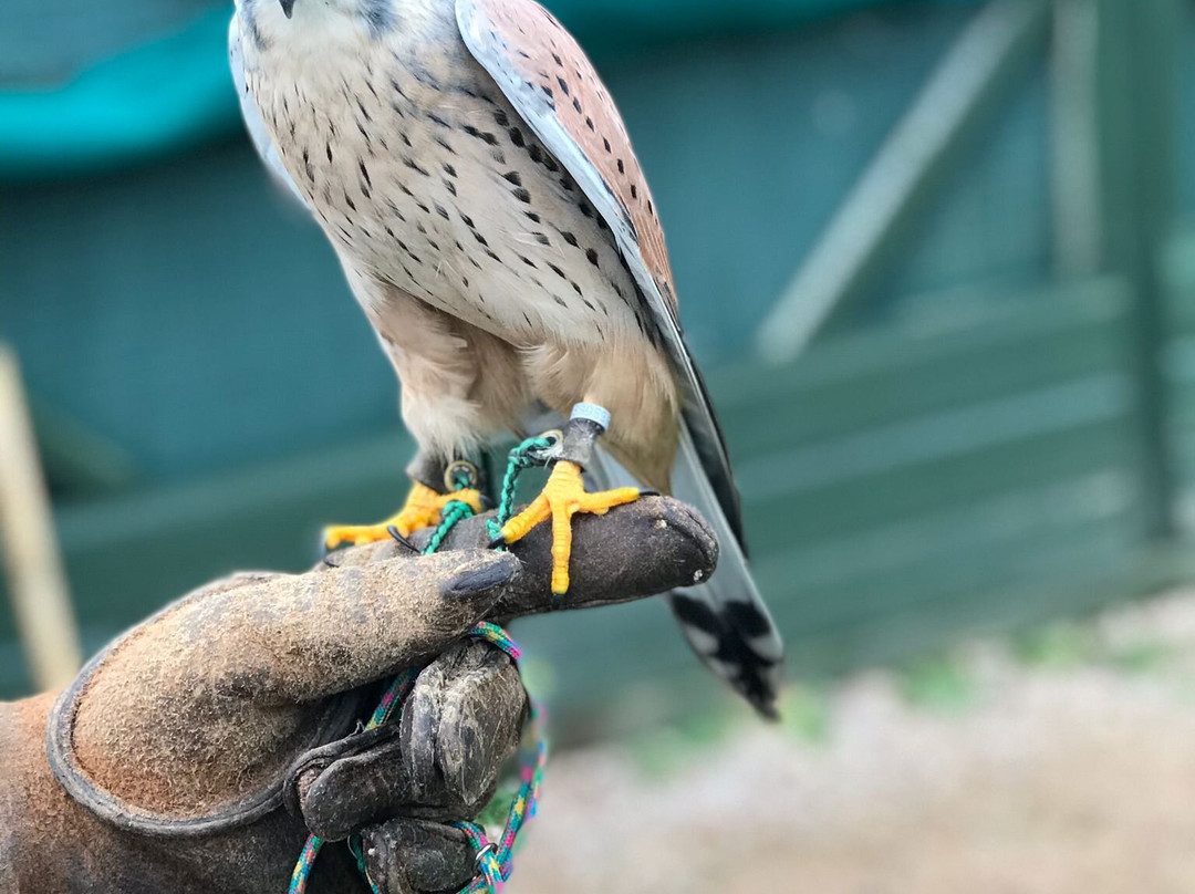 Devon Bird of Prey Centre-牛顿阿伯里必去景点