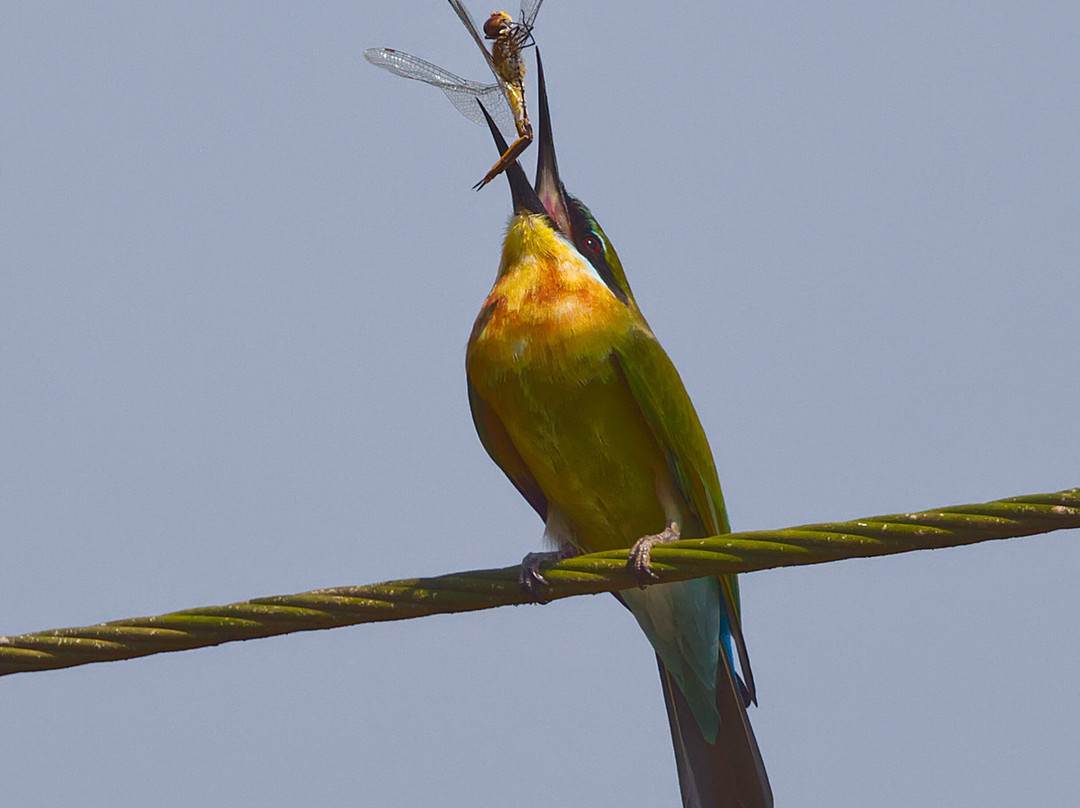 Avocet & Peregrine (Birding & Bird Photography)-巴拿吉必去景点