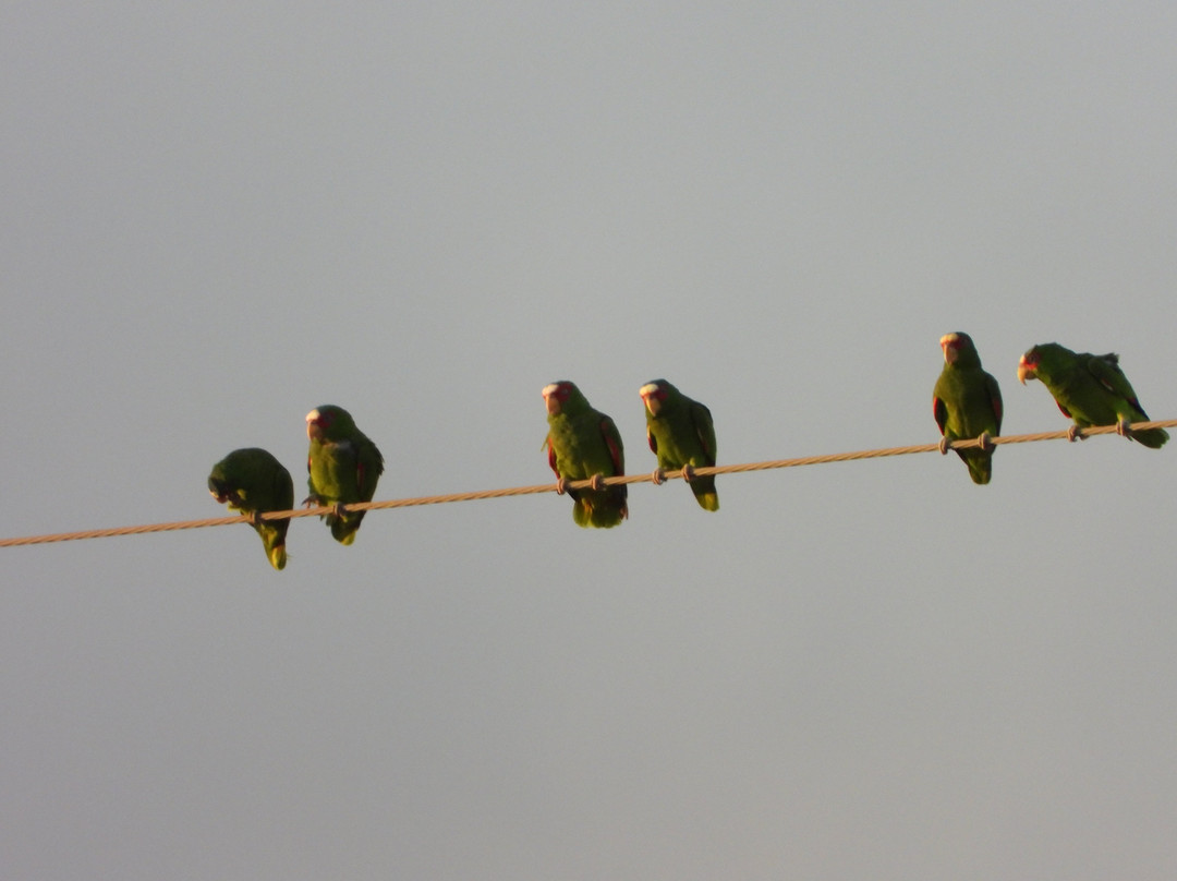 Joe and Tony Oliveira Park-布朗斯维尔必去景点