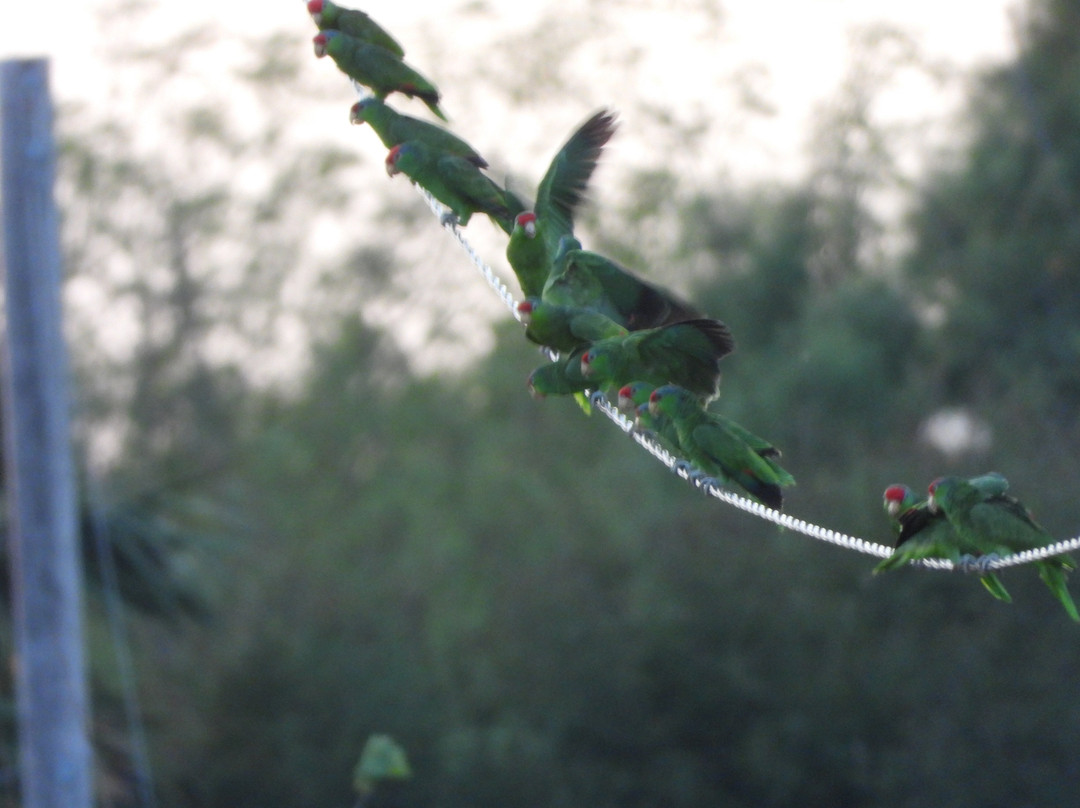 Joe and Tony Oliveira Park-布朗斯维尔必去景点