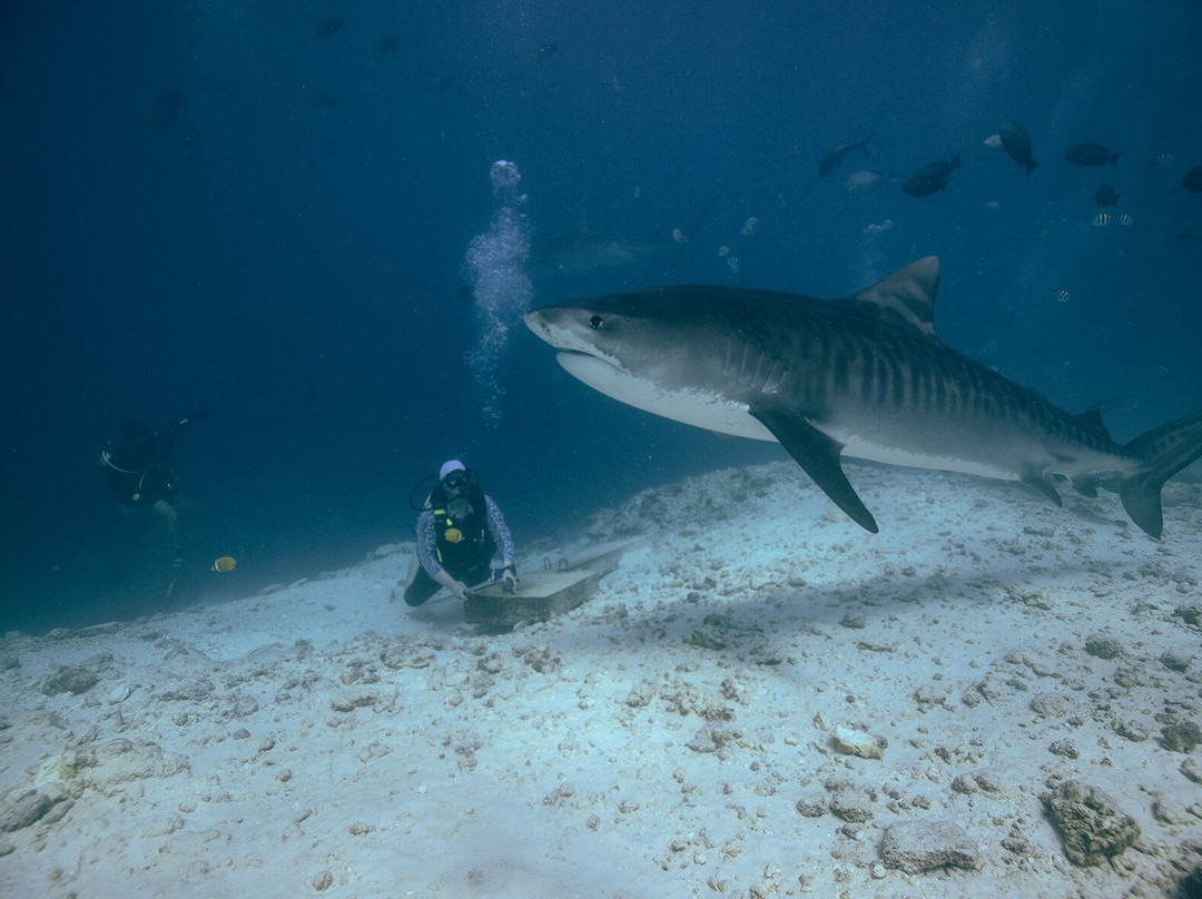 Fuvahmulah Dive School-Fuvahmulah必去景点