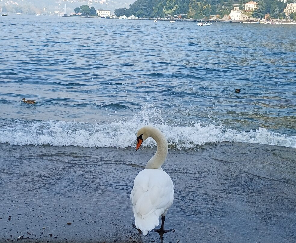 Lungolago da Como centro a Villa Olmo-科莫必去景点