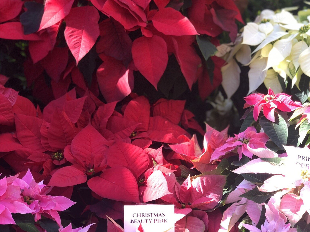 Ventura Botanical Gardens-文图拉县必去景点