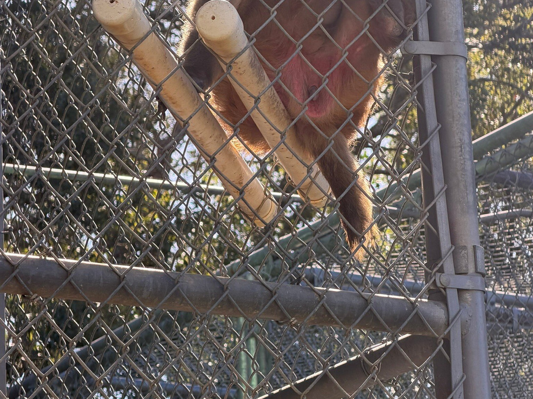 Suncoast Primate Sanctuary-帕姆港必去景点
