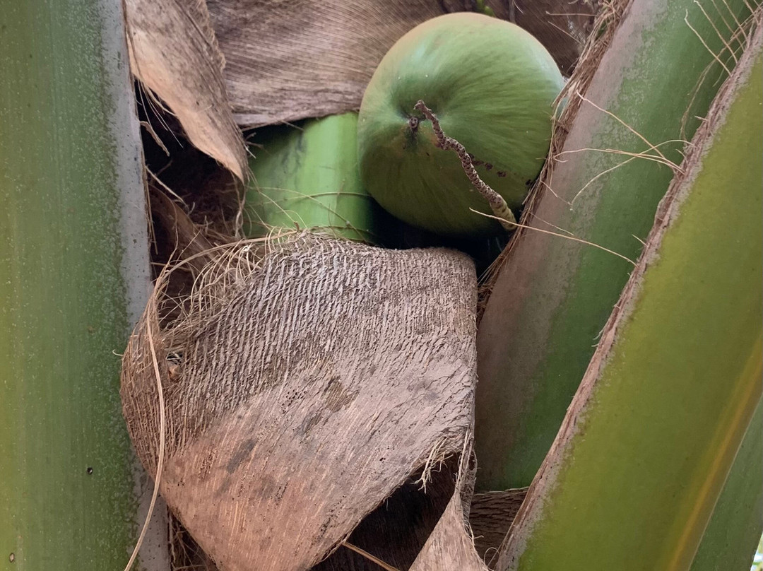 Little Afrika Lodge主图