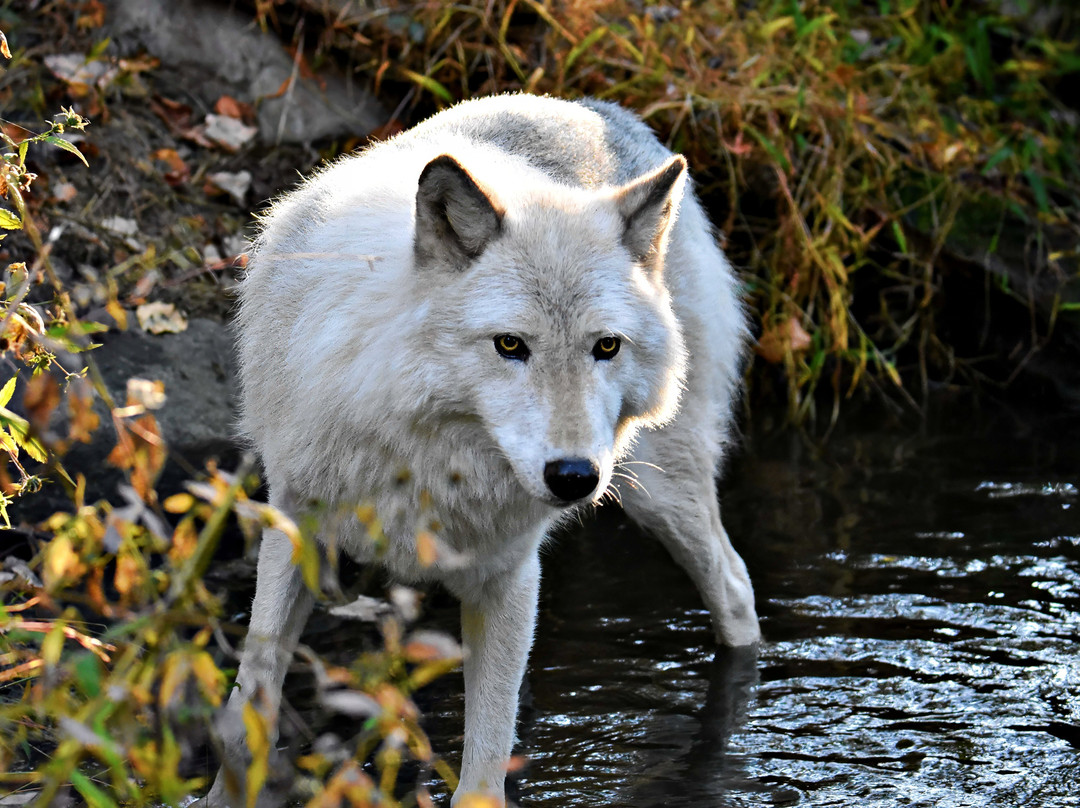 Lakota Wolf Preserve-Columbia必去景点