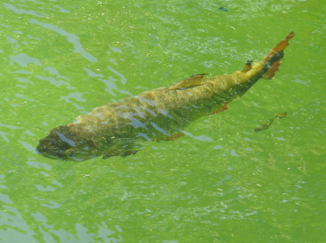 Eco Park Porto Da Ilha-博尼图必去景点