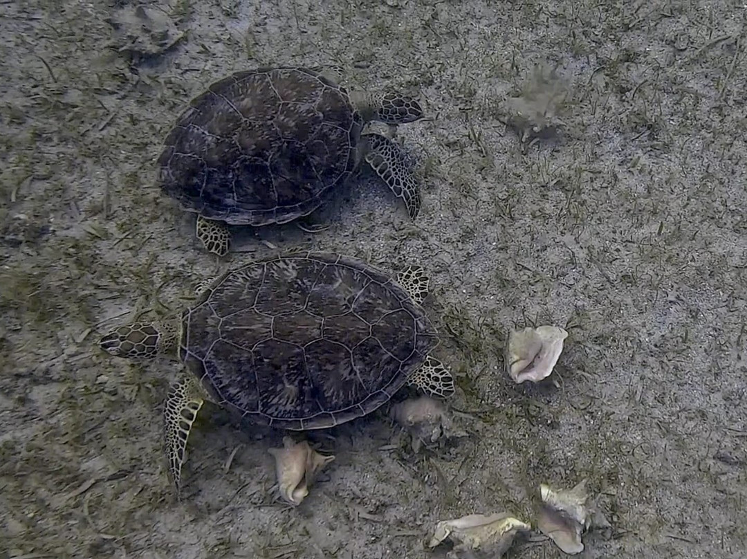 Vieques Snorkel Tours-维切克岛必去景点