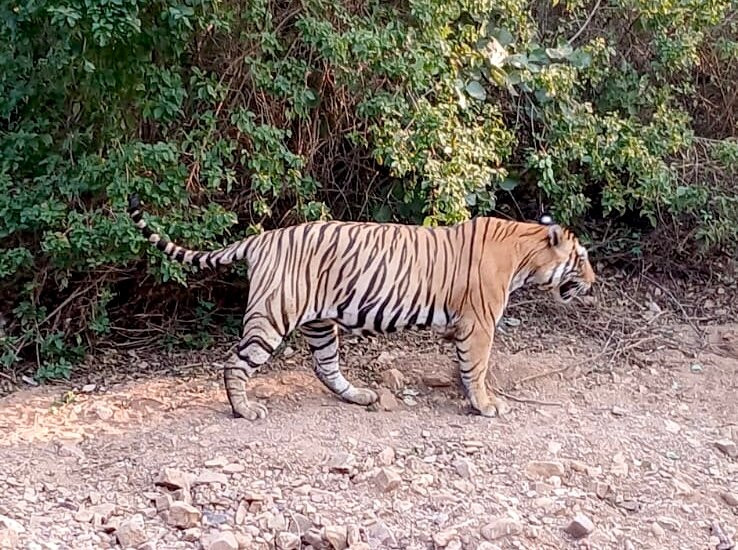 Atul Godha (Tour Guide of India)-乌代布尔必去景点
