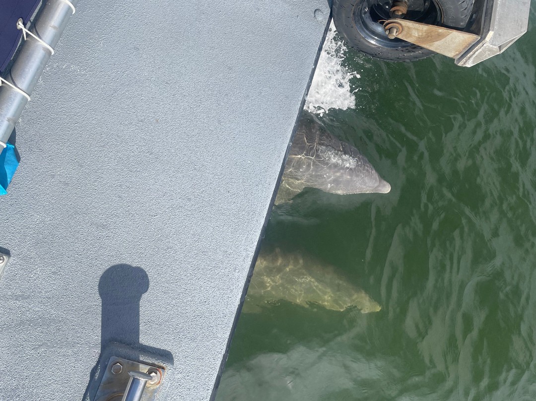 Spongeorama Sponge Factory-塔彭斯普林斯必去景点