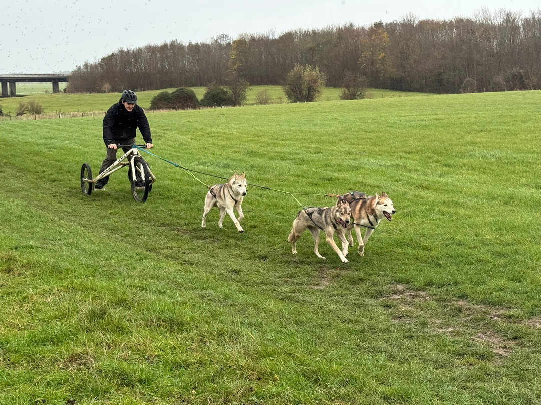 Arctic Quest Sled Dog Adventures-图克斯伯里必去景点