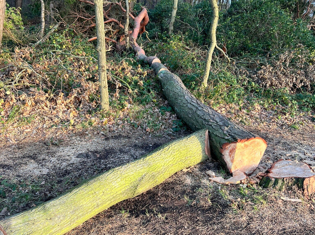 Mere Sands Wood Nature Reserve-Rufford必去景点