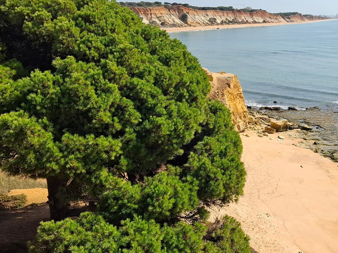 Miradouro da Praia dos Olhos de Água-Olhos de Agua必去景点