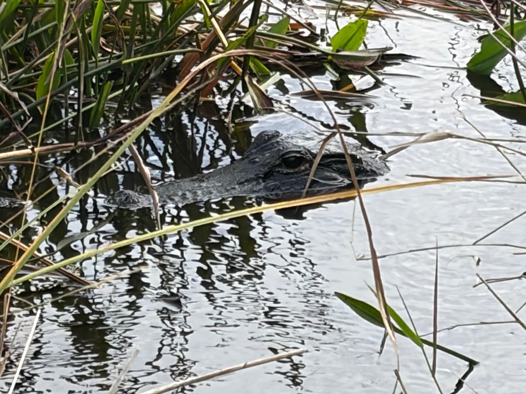 Everglades Swamp Tours-Everglades Wildlife Management Area必去景点
